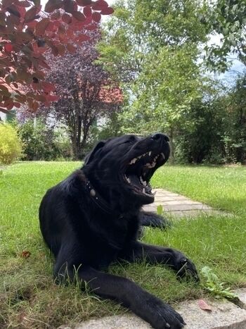 Unsere Suki im Garten