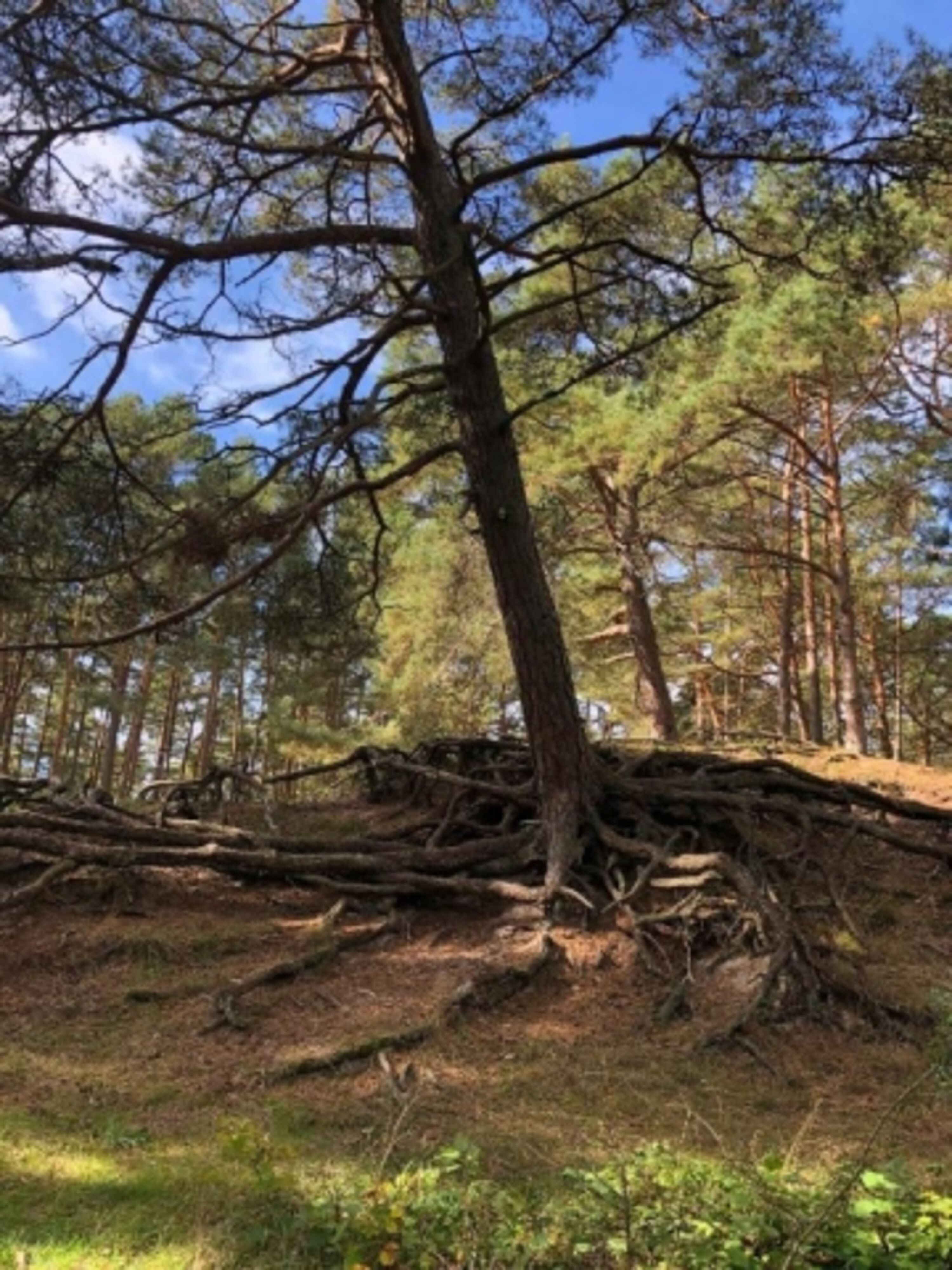 Bild 15