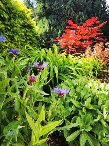 kleiner Garten, Grundstück vollständig umzäunt