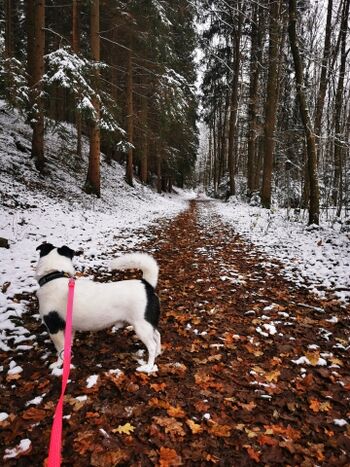Waldwege, vom Haus zu Fuß erreichbar 