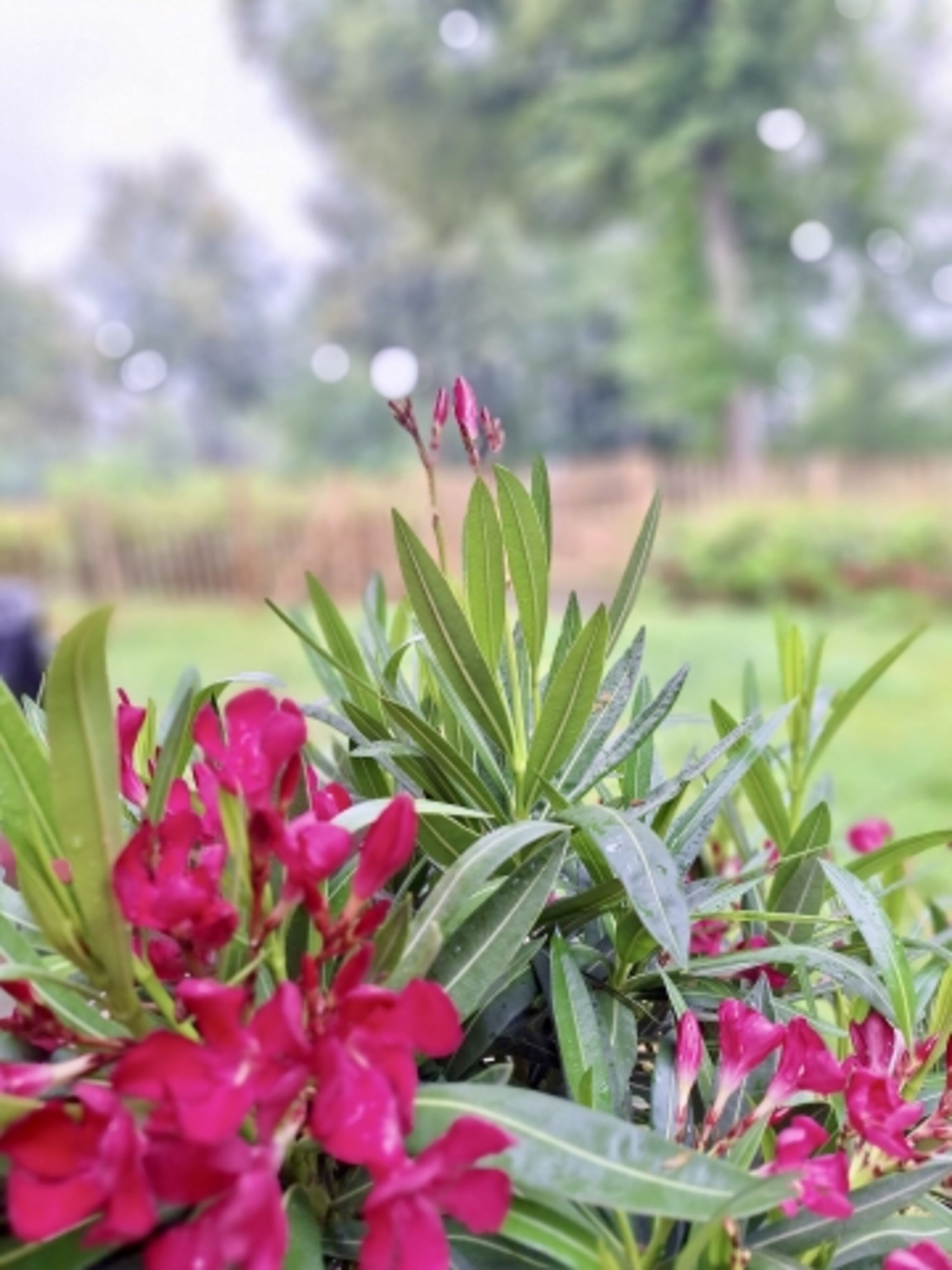 Gartenblick