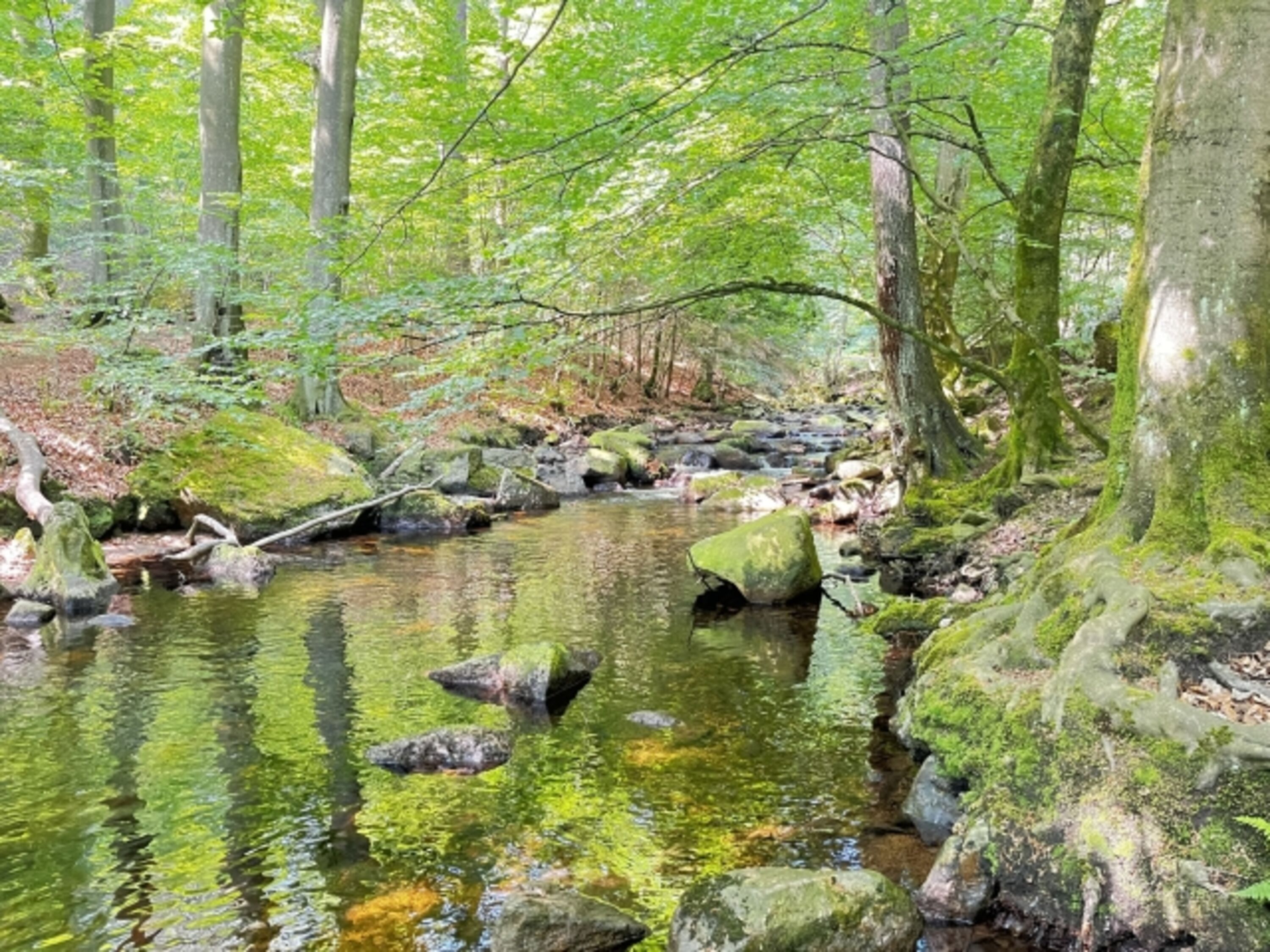 Ilsetal im Harz