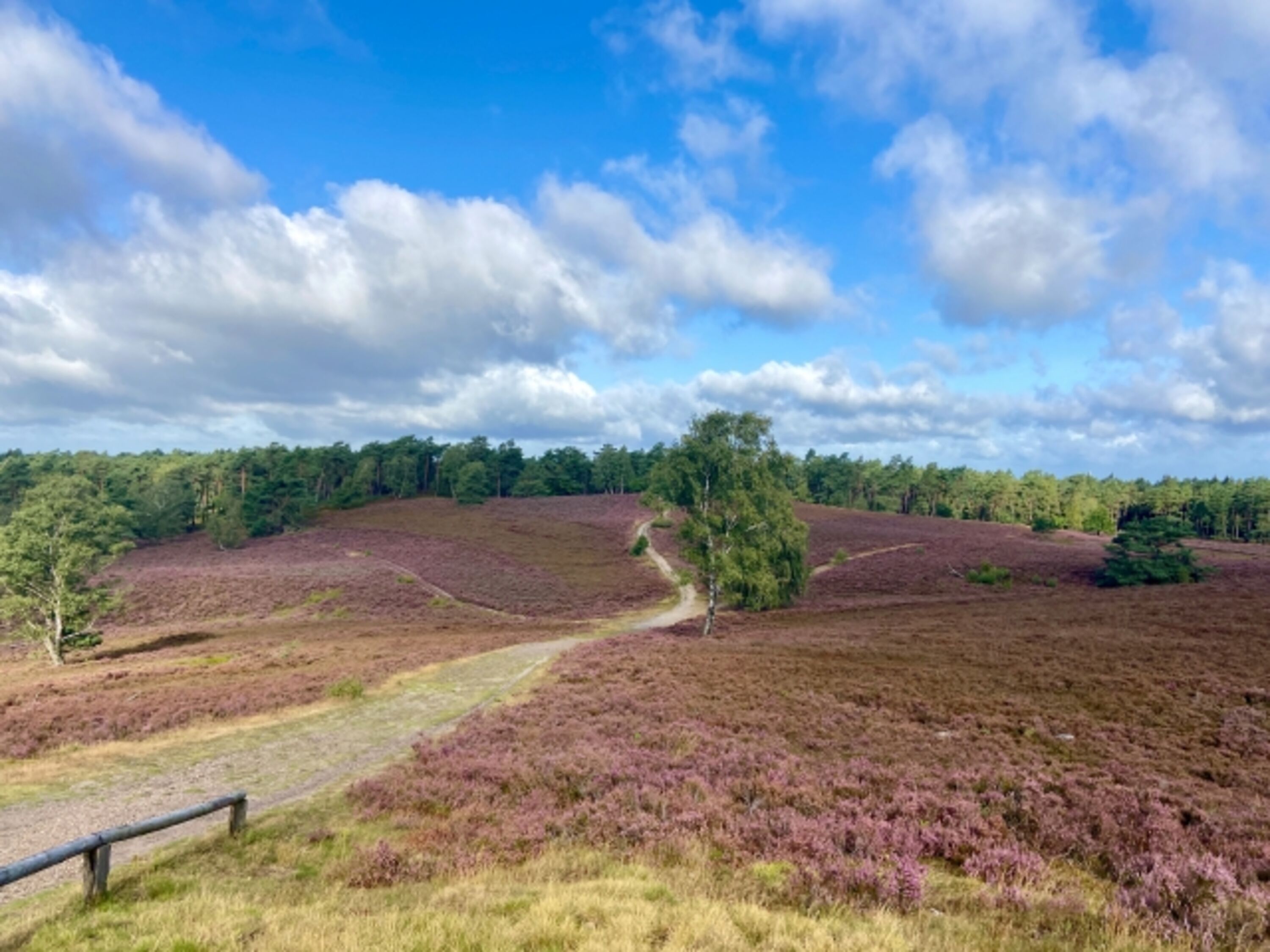 Lüneburger Heide