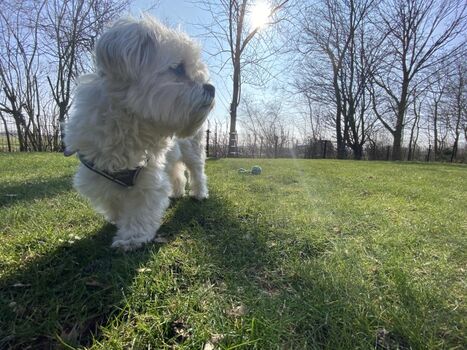 Großer eingezäunter Garten. Zaunhöhe 1 Meter.