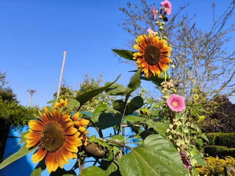 Sonnenblumen Wunderwelt