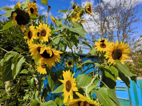 Sonnenblumen Wunderwelt