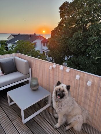 Sie möchten einen glücklichen Hund im Urlaub?