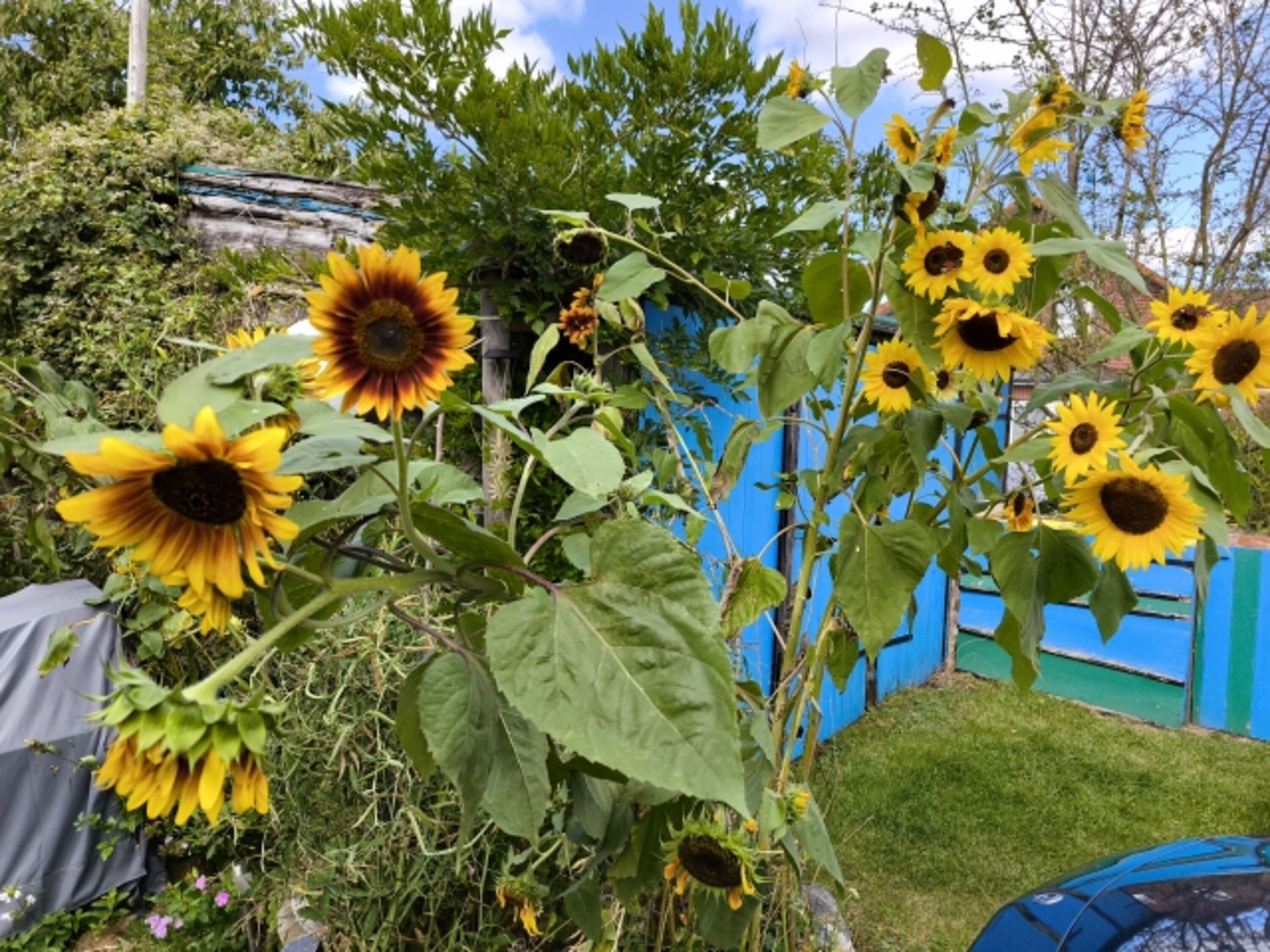 Sommer Flair