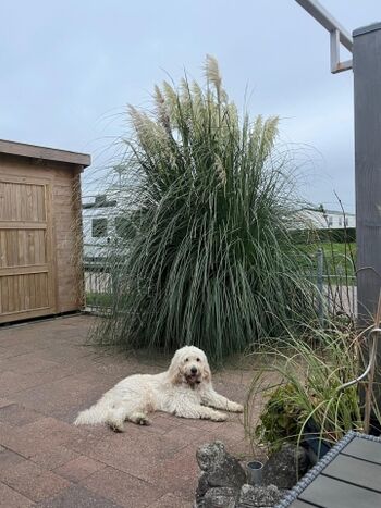 eingezäuntes Grundstück 