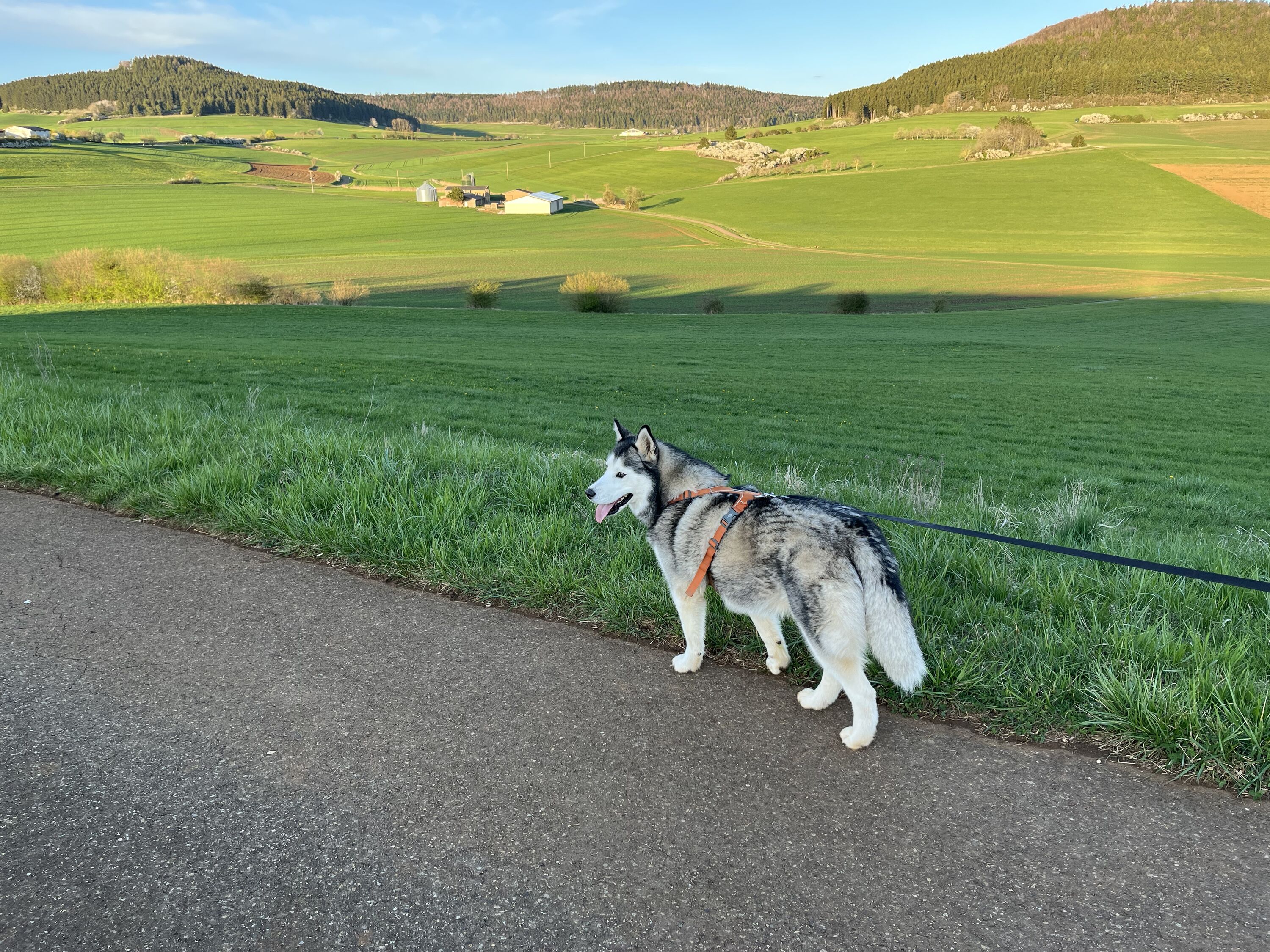 Entdecke den Schwarzwald gemeinsam mit deinem Hund