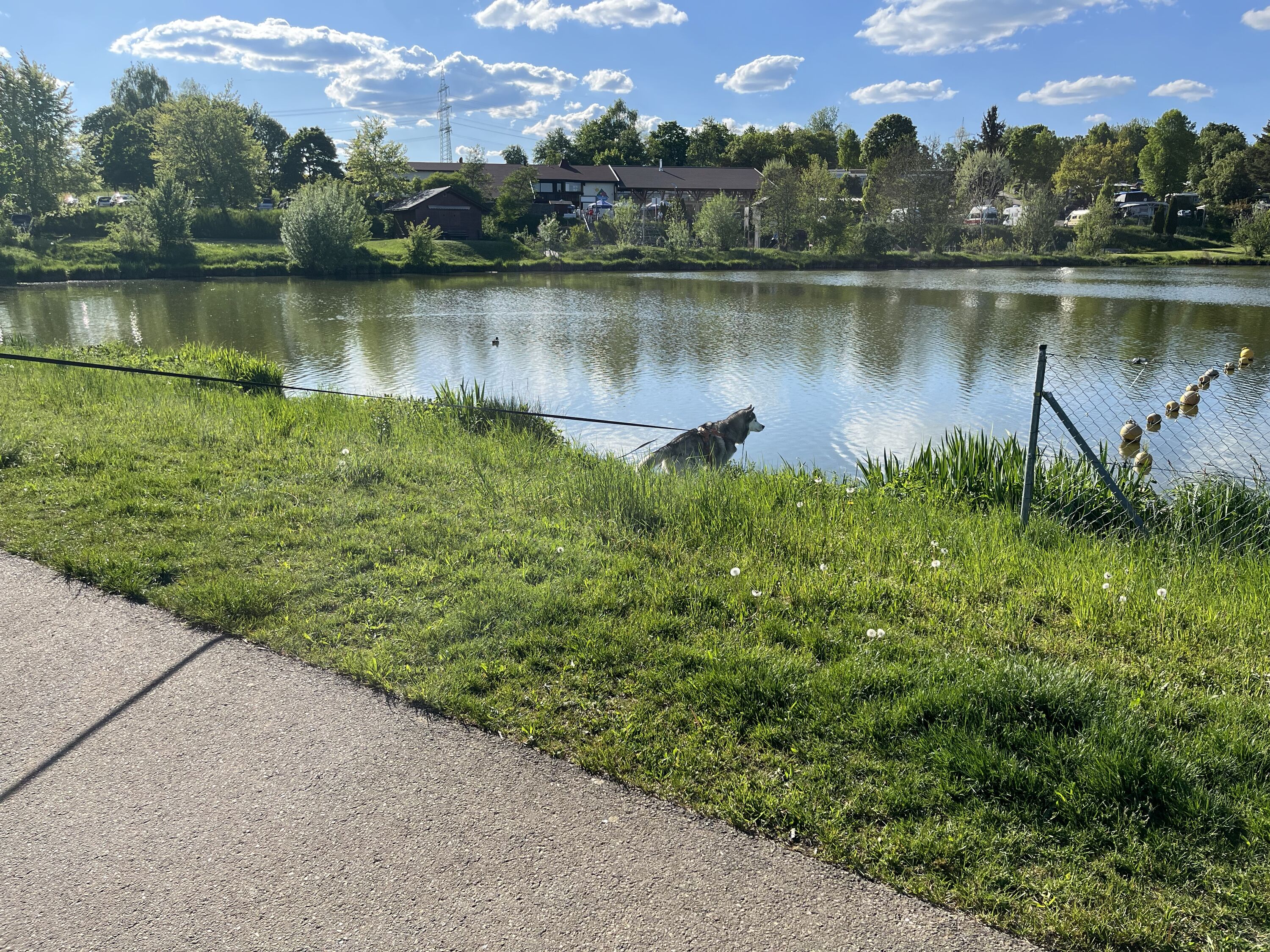 Kurze Ausflüge zum Sunthauser See – ideal für Hunde und Menschen.