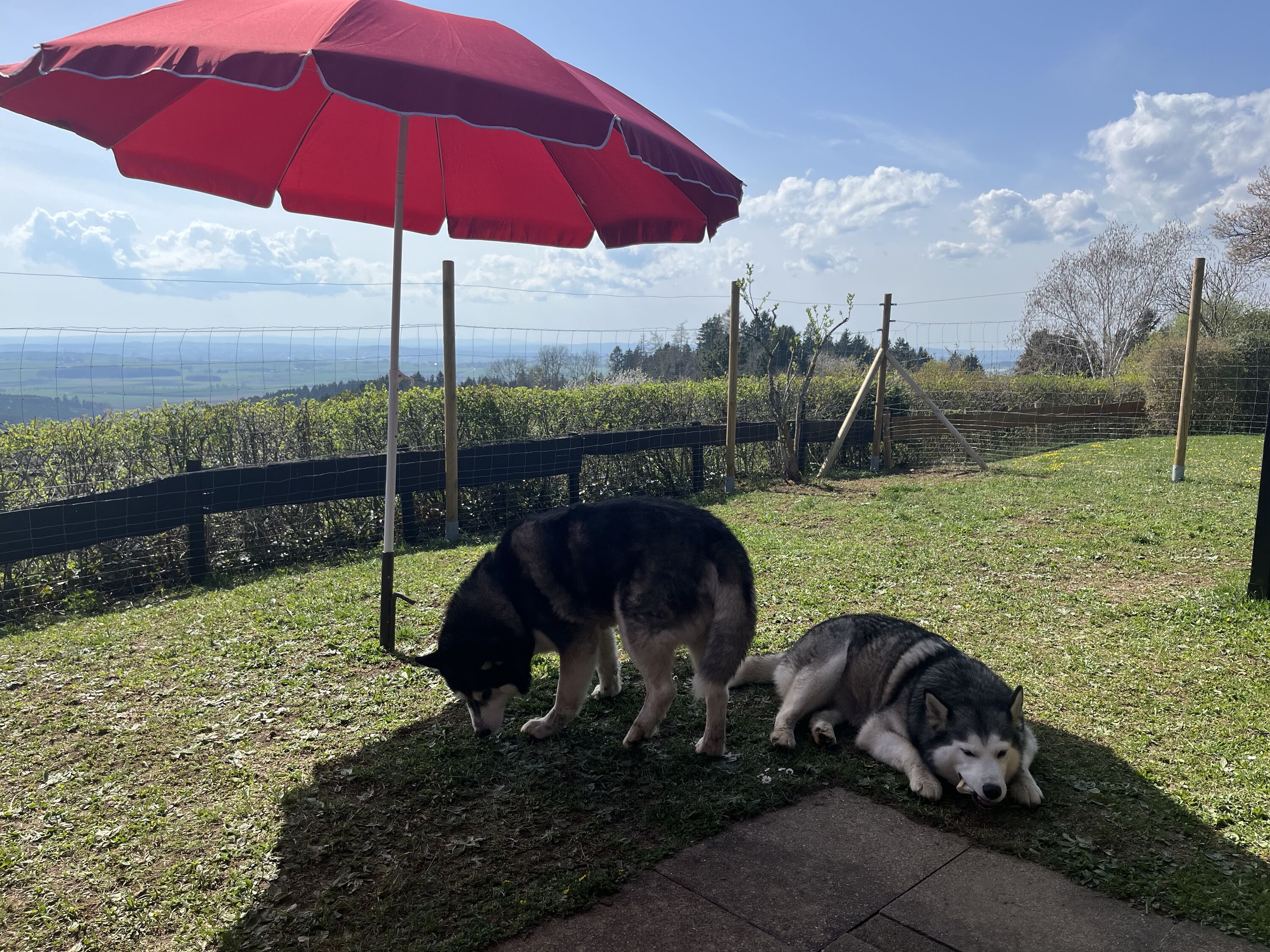 Ihr Hund kann im 1,50m Garten frei toben – mit Aussicht auf die Alpen