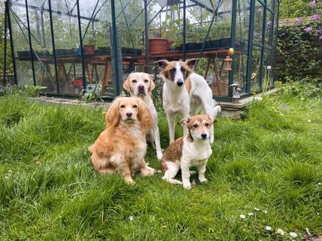 Unsere Tierischen Gäste