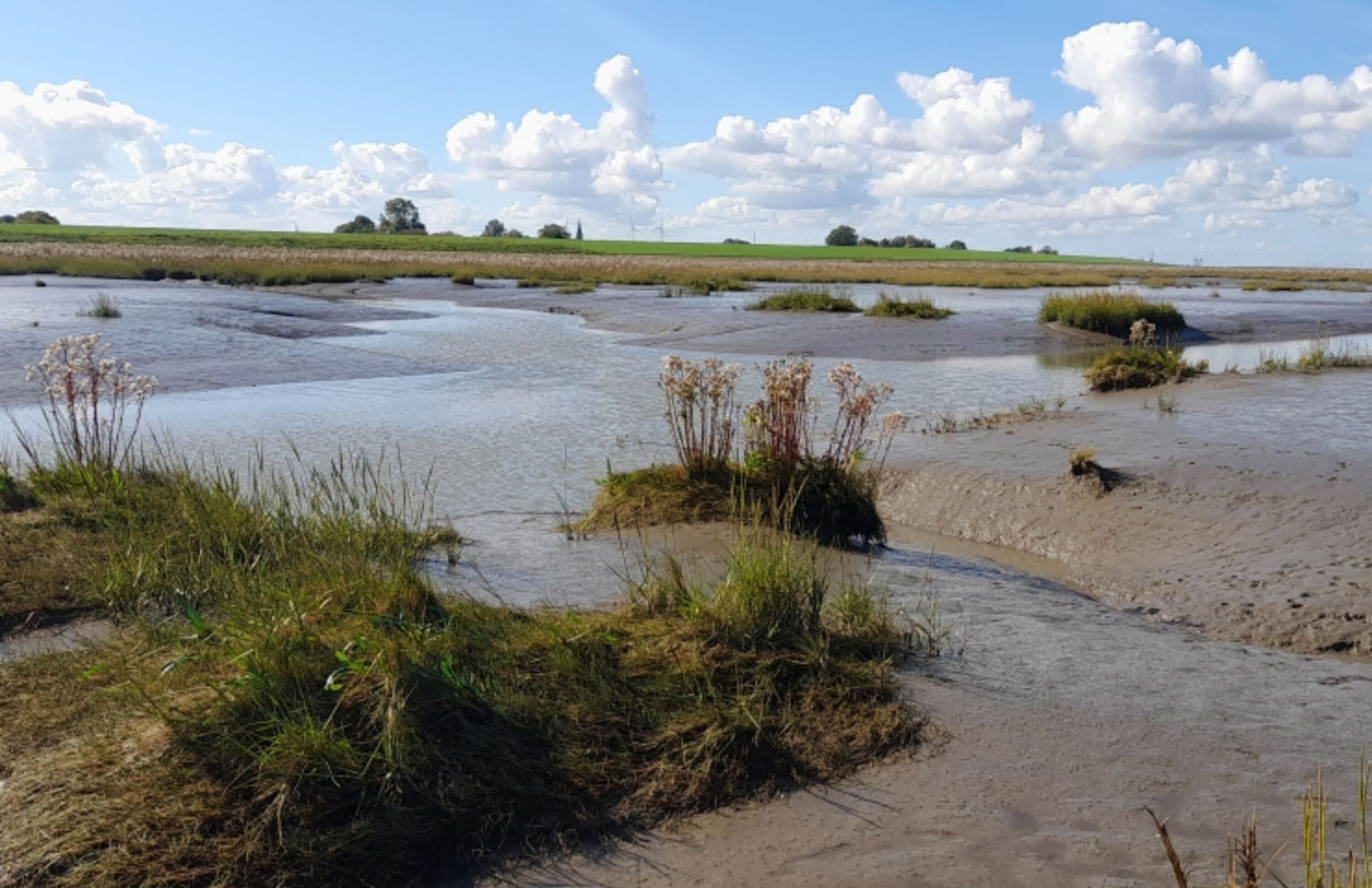 Langwarder Groden