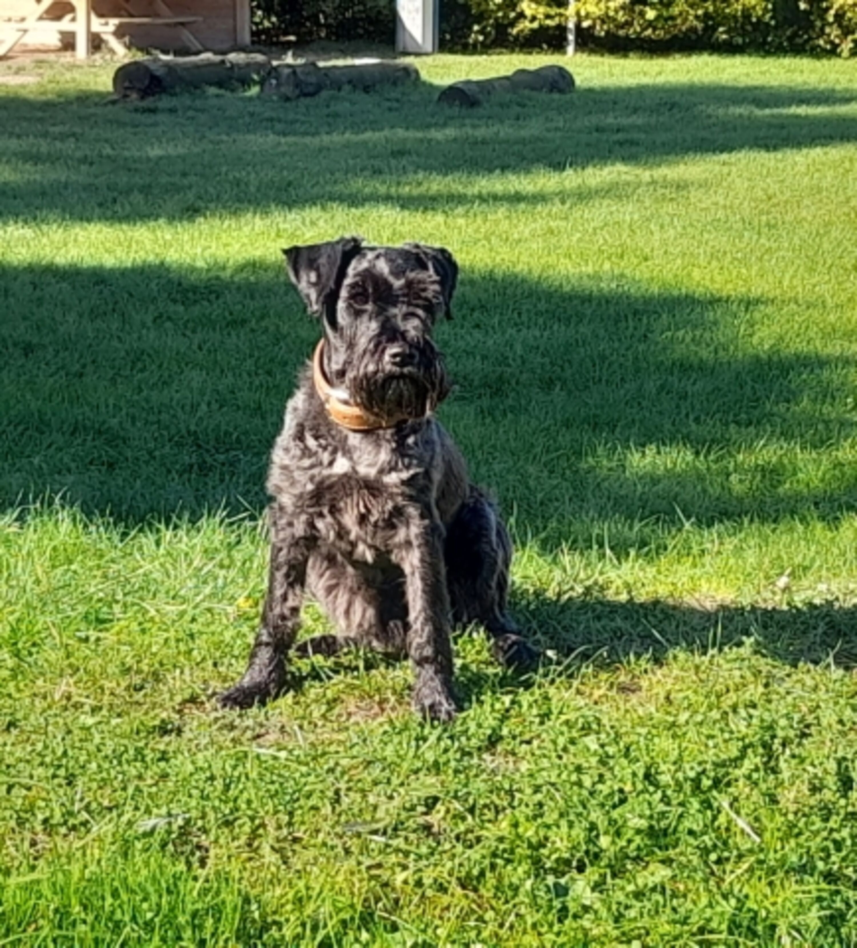 Testhund Ernie