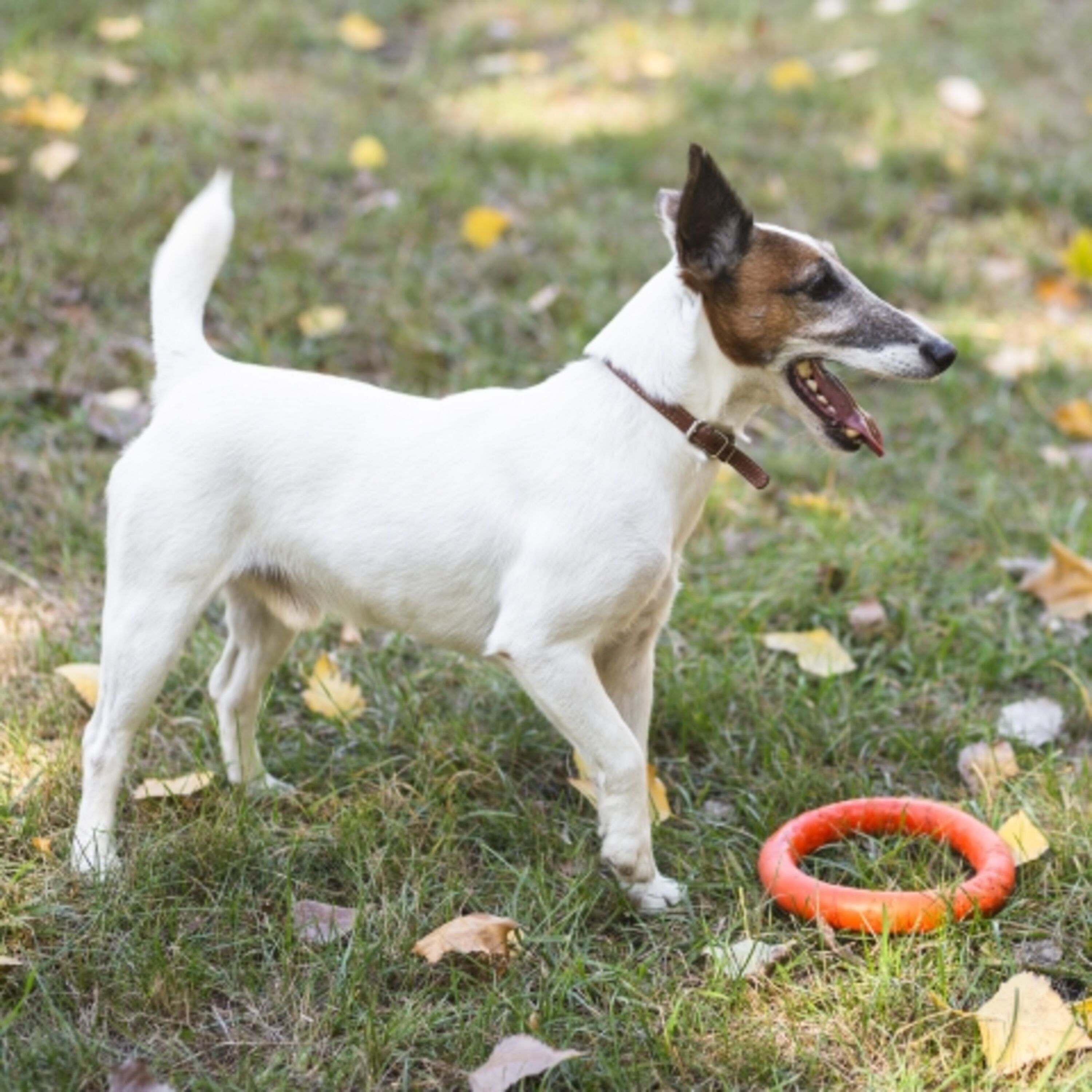 Freiraum für Hunde