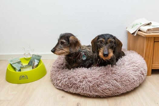 unsere Zwerg-Rauhaardackelmädel