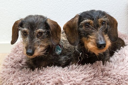 unsere Zwerg-Rauhaardackelmädel