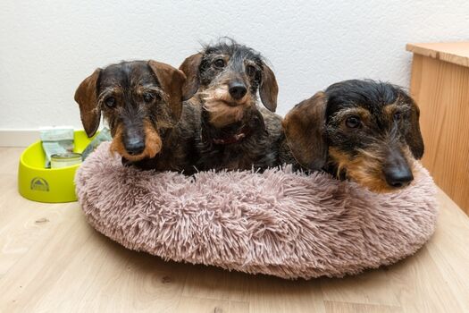unsere Zwerg-Rauhaardackelmädel