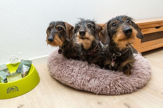 unsere Zwerg-Rauhaardackelmädel