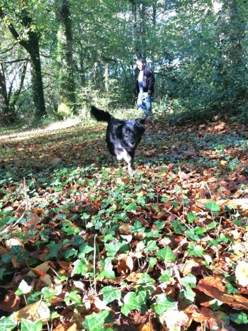 Waldspaziergand in Saint Sauver de Vicomte