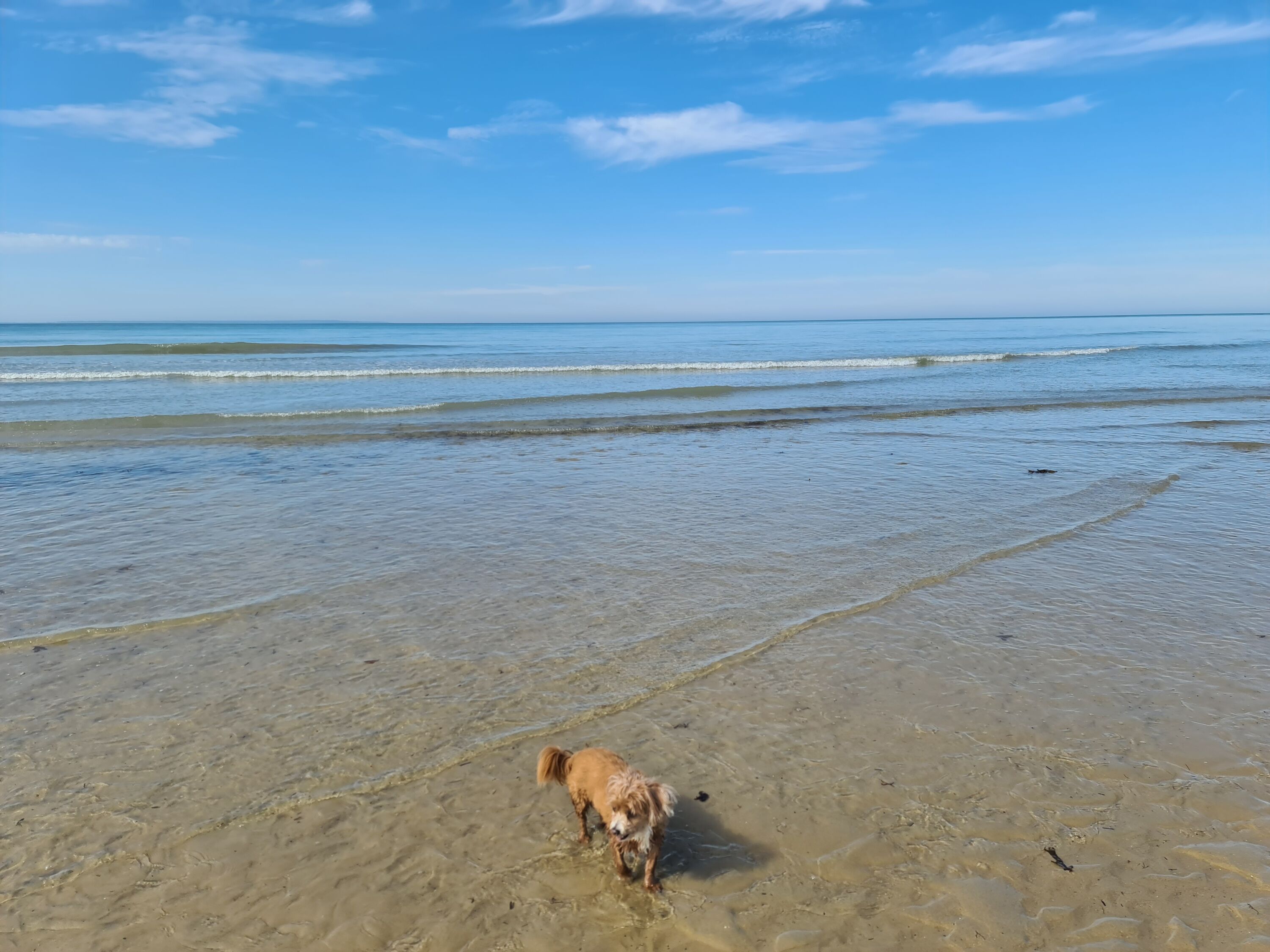 Urlaub mit Hund am Meer