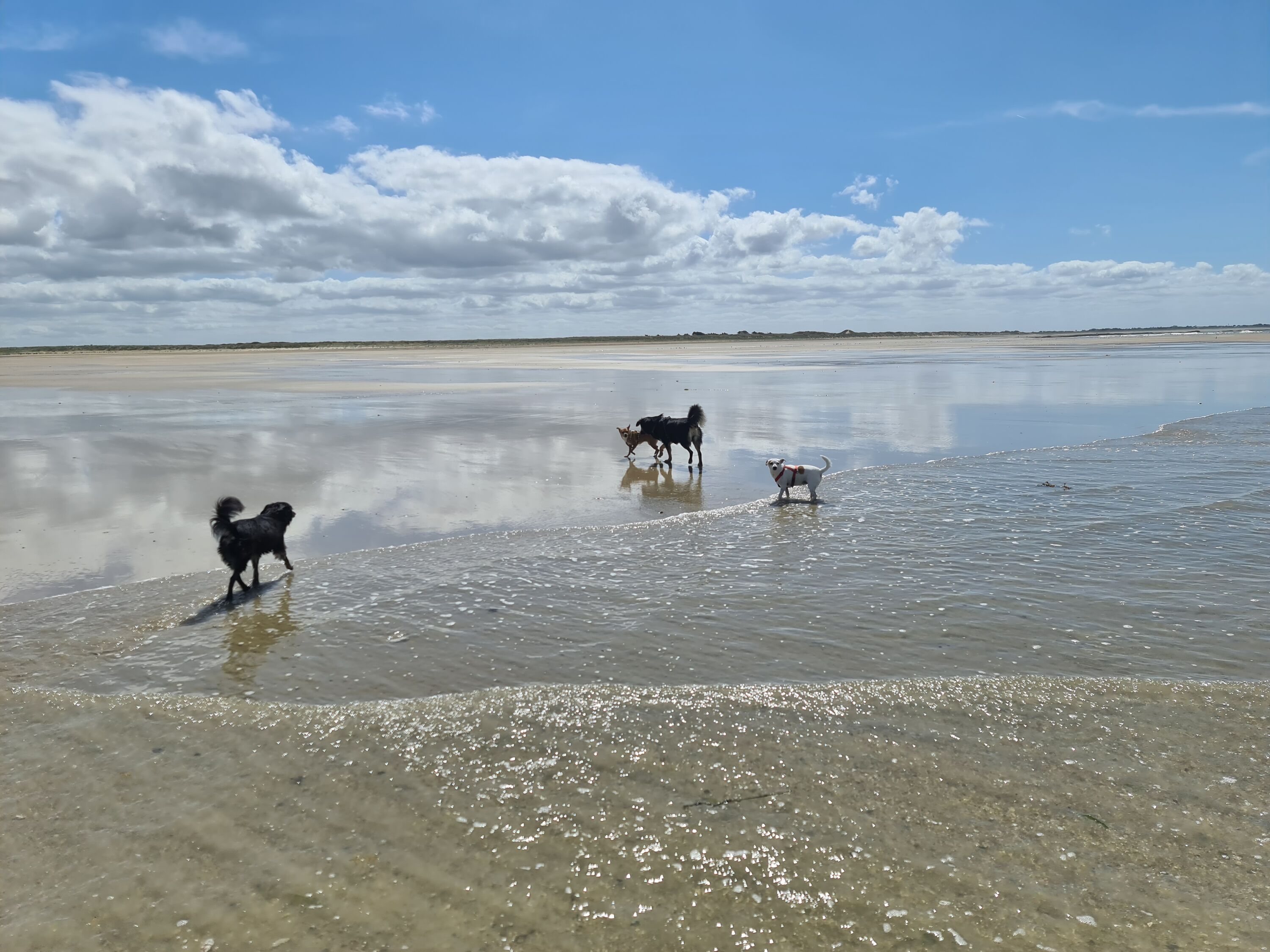 Urlaub mit Hund am Meer