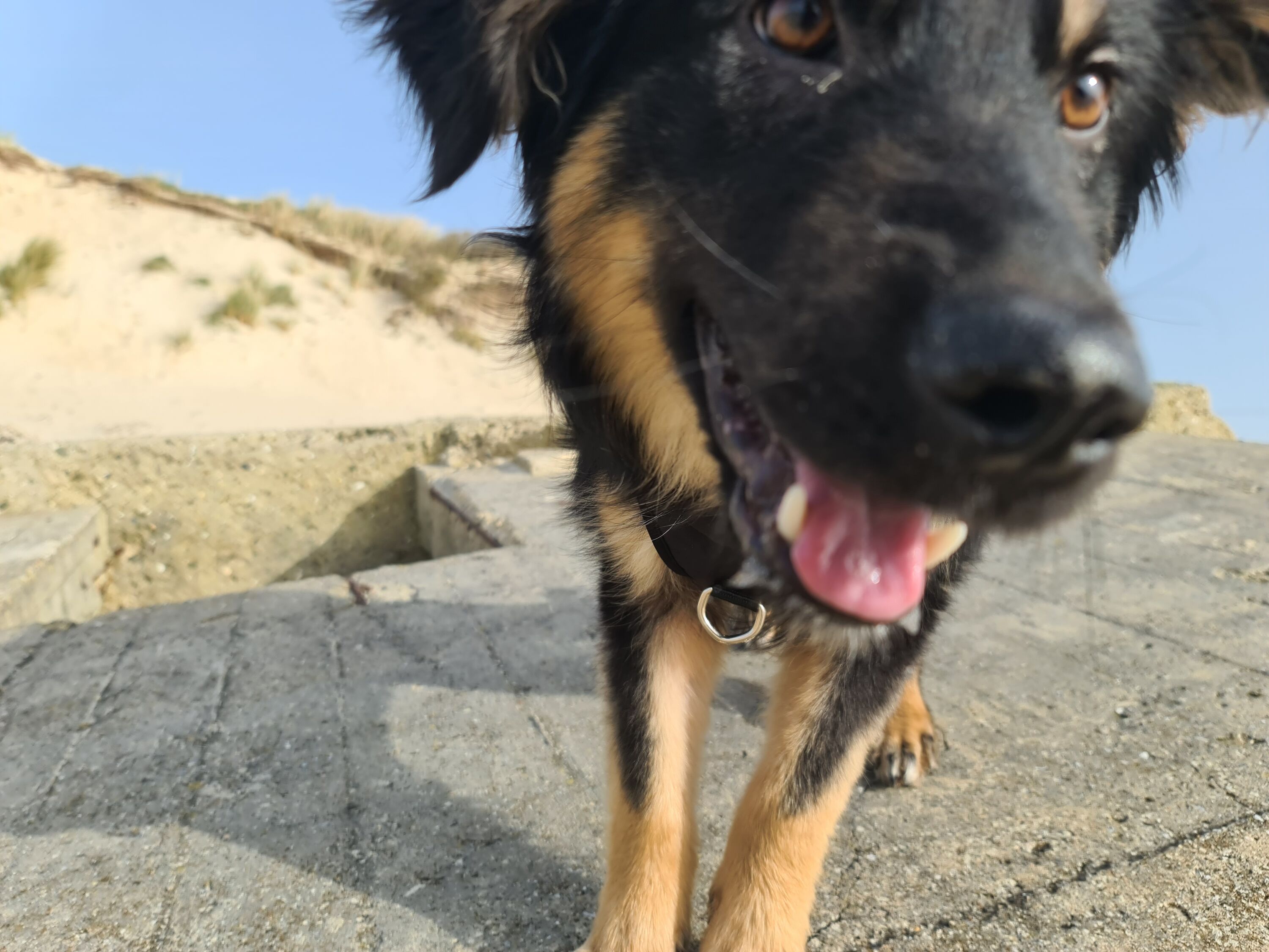 Hunde in ihrem Element