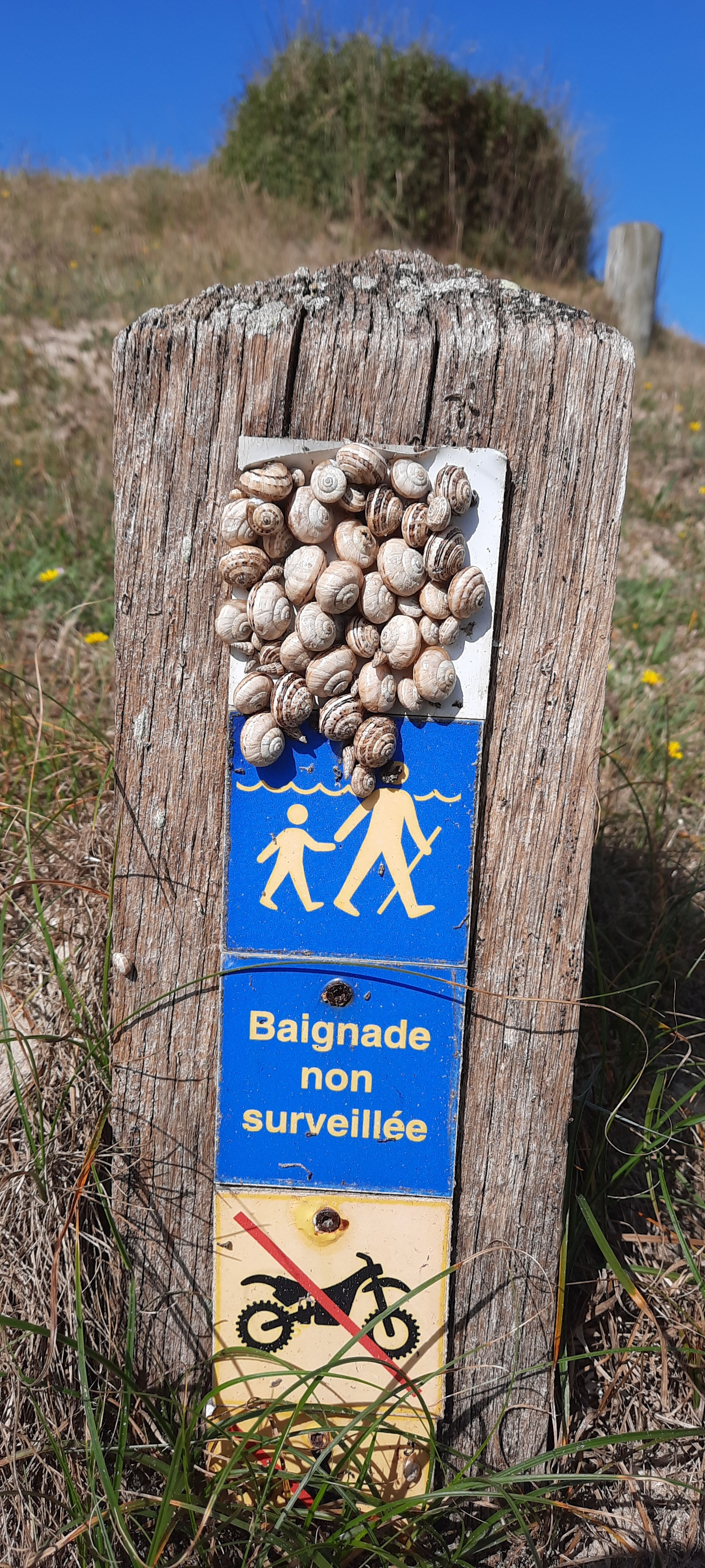 Alle lieben den Strand!