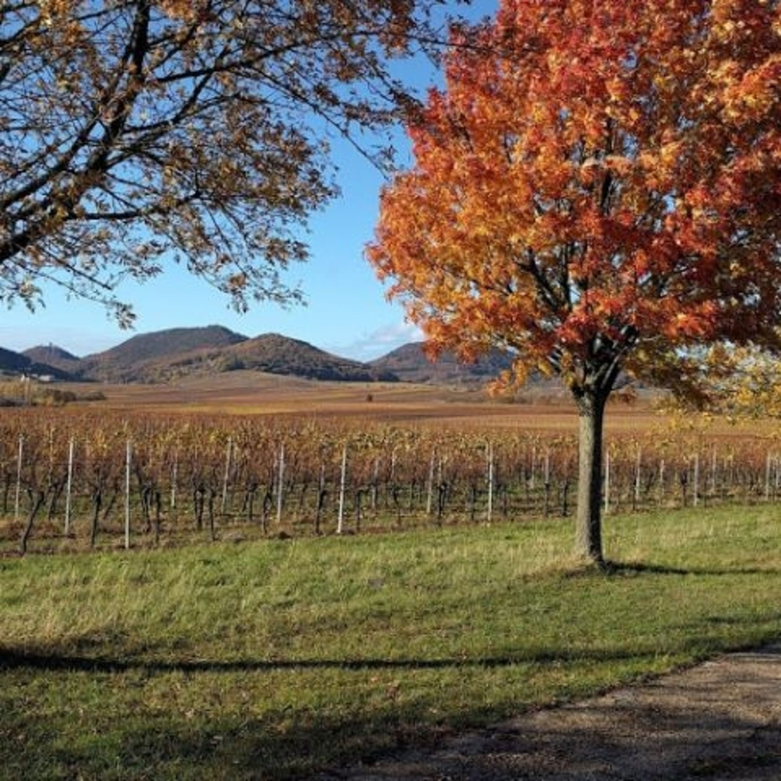Die Umgebung: Herbst im Weinberg