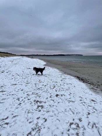 Rudi am Südstrand im Winter