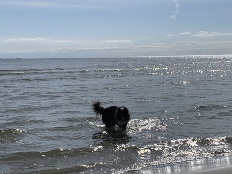 Rudi beim Baden in der Ostsee