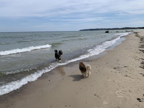 Hunde fühlen sich am Meer wohl!