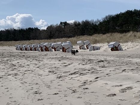 Strand vom Ostseebad  Baabe - hundefreundlich