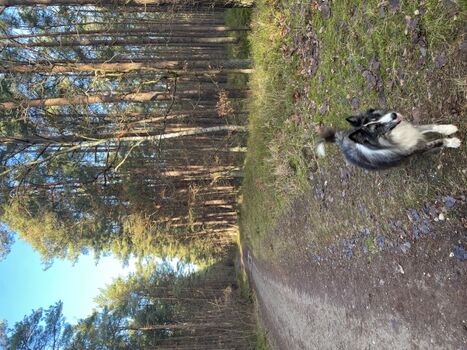 Rudi in der Baaber Heide