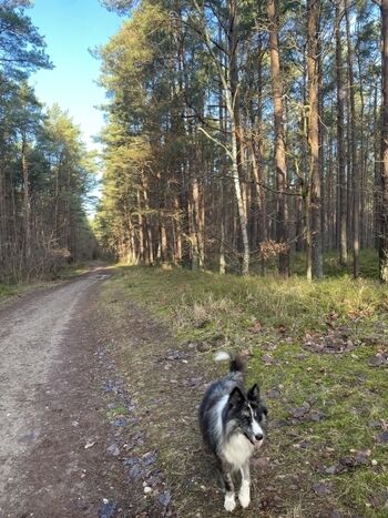 Hunde-Spaziergang in der Baaber Heide