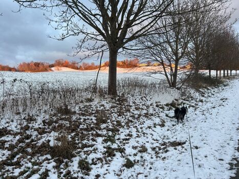 Winter in Göhren mit Hund