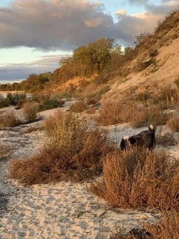 Frühjahr und Herbst am Südstrand mit Hund