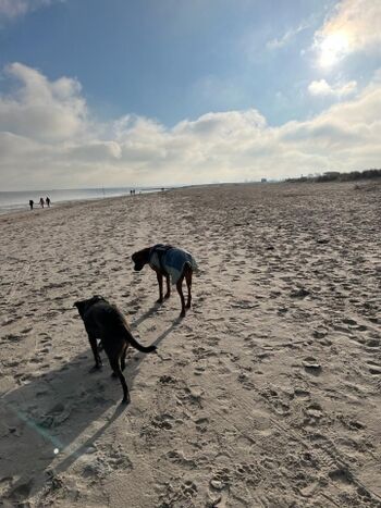Hundestrand Schillig
