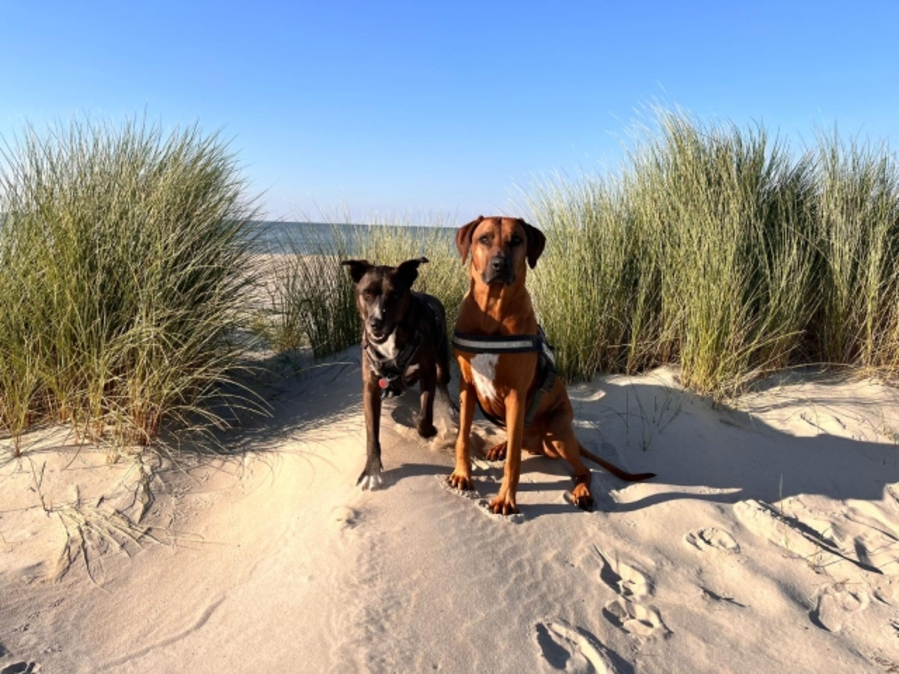 Meine Hunde Cooper und Carlos