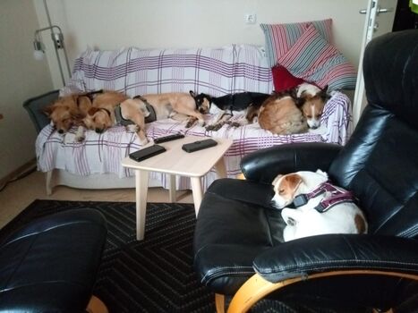 Im Cuxhund fühlt sich jeder wohl