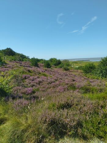 die Heide lädt zu Spaziergängen ein
