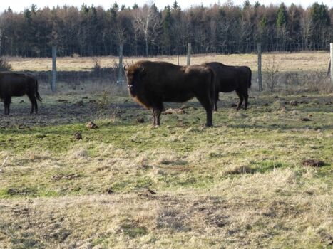 Wisentgehege im Naturschutzgebiet Küstenheide