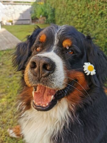 Hunde sind bei uns herzlich willkommen