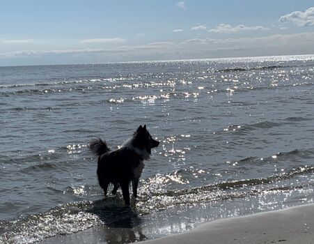 Hunde sind bei uns ebenfalls Willkommene Gäste!