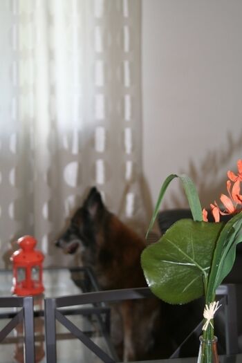 Hunde herzlich willkommen