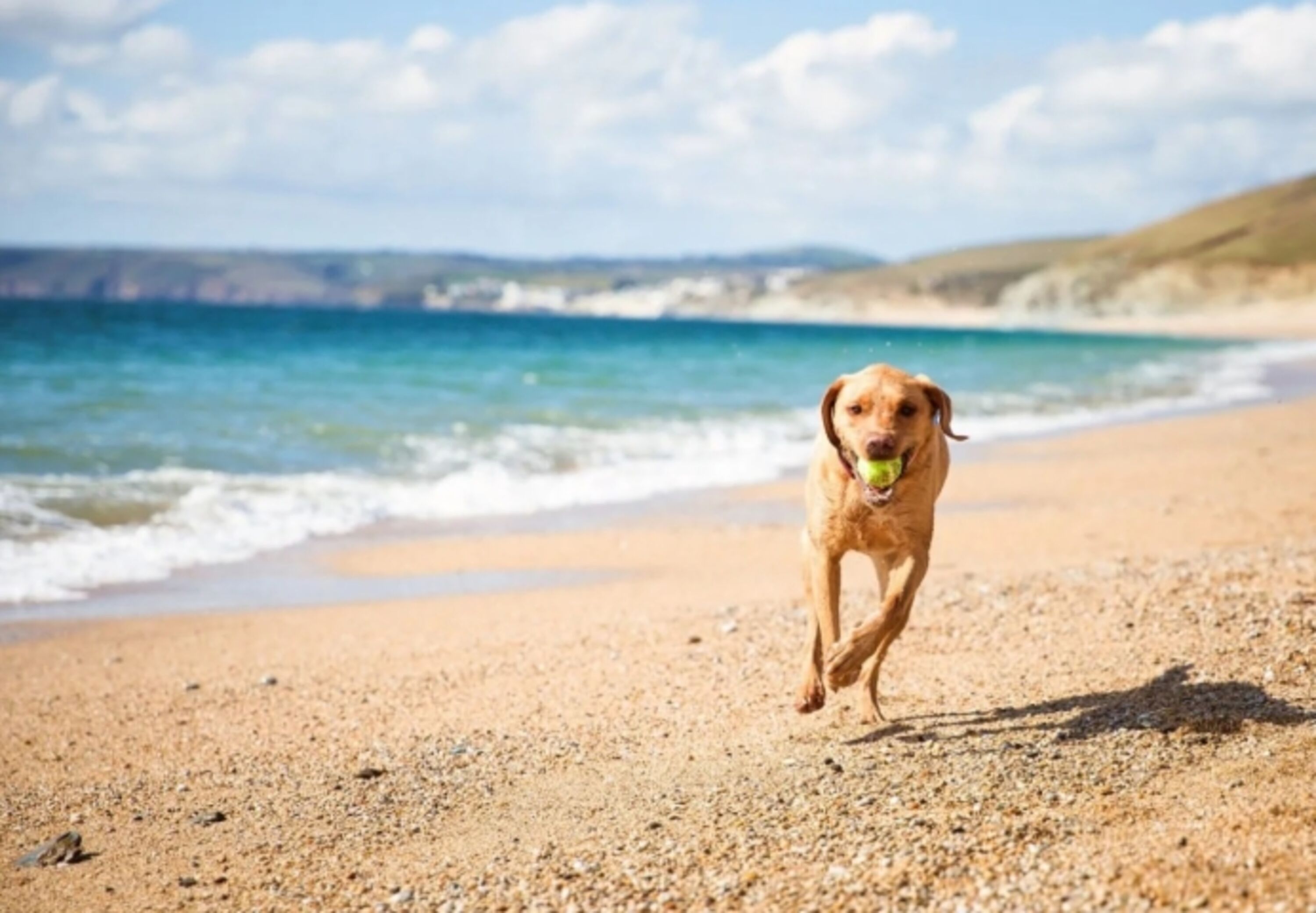 hundestrand