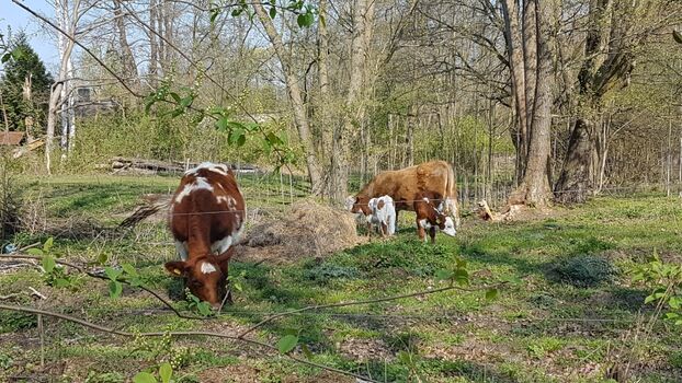 Bewohner in der Umgebung