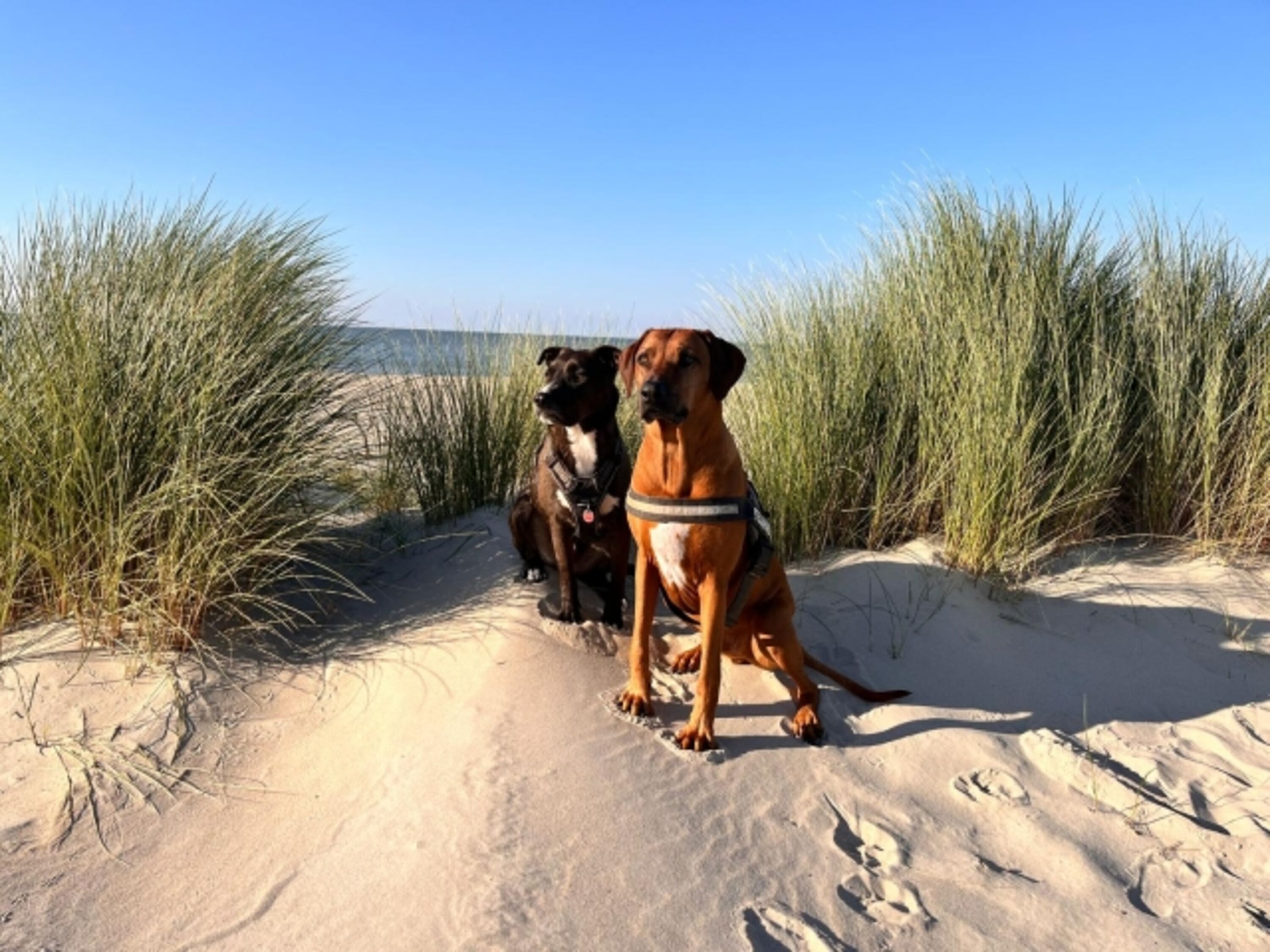 Meine Hunde Cooper und Carlos
