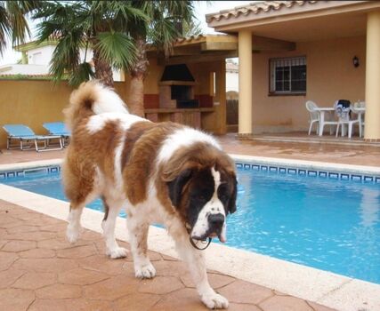 Hunde sind herzliche willommen. Deutscher Tierarzt